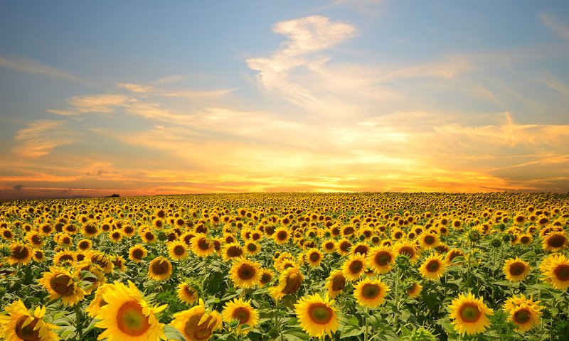 Обои небо, цветы, облака, поле, подсолнухи, the sky, flowers, clouds, field, sunflowers разрешение 4928x3264 Загрузить