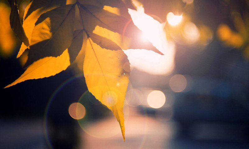 Обои солнце, природа, листья, макро, осень, солнечный луч, the sun, nature, leaves, macro, autumn, sunbeam разрешение 1920x1080 Загрузить