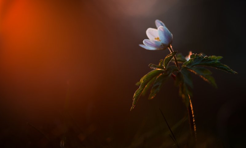 Обои листья, цветок, лепестки, темный фон, голубой цветок, leaves, flower, petals, the dark background разрешение 2048x1367 Загрузить