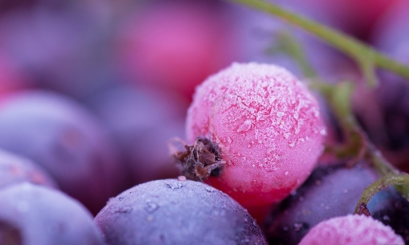 Обои макро, иней, ягоды, смородина, macro, frost, berries, currants разрешение 1920x1200 Загрузить
