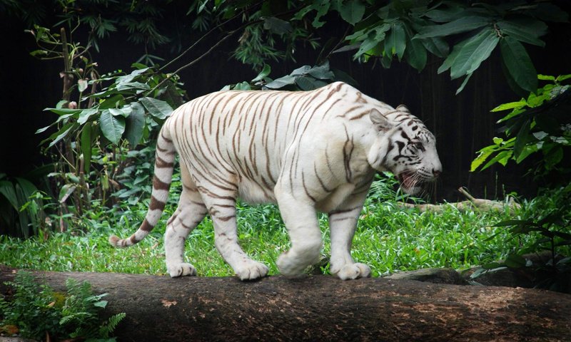 Обои тигр, дикая кошка, белый тигр, tiger, wild cat, white tiger разрешение 2560x1600 Загрузить