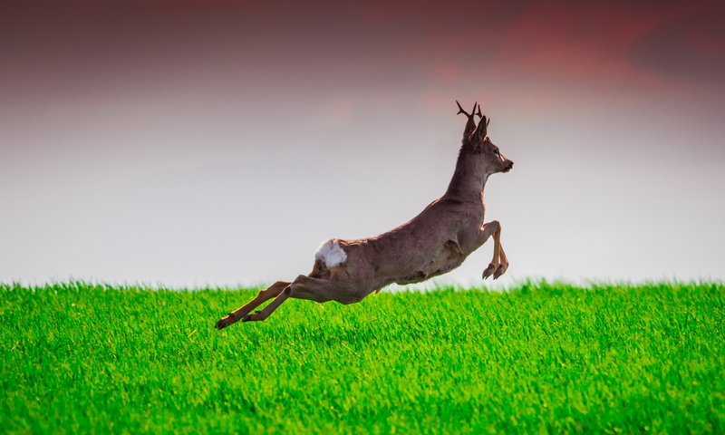 Обои трава, олень, прыжок, лань, grass, deer, jump, doe разрешение 2047x1120 Загрузить