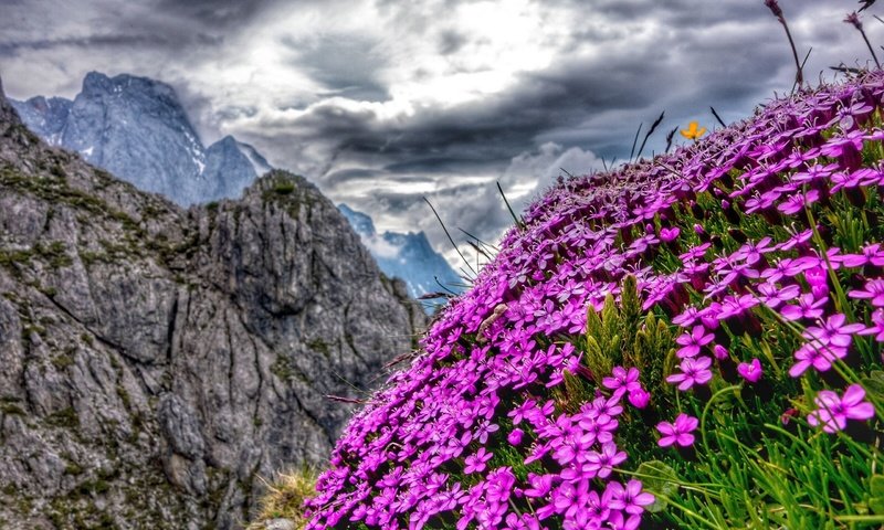 Обои цветы, горы, австрия, альпы, flowers, mountains, austria, alps разрешение 2560x1602 Загрузить