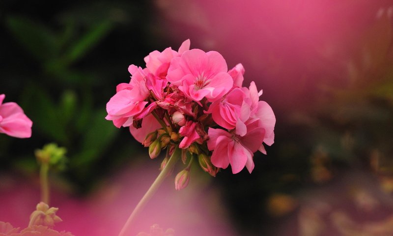 Обои цветок, фотограф, герань, джованни zacche, flower, photographer, geranium, giovanni zacche разрешение 2024x1347 Загрузить