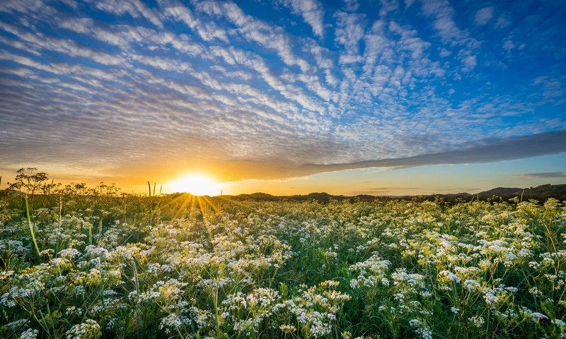 Обои небо, уг, цветы, облака, солнце, природа, закат, луг, норвегия, the sky, hs, flowers, clouds, the sun, nature, sunset, meadow, norway разрешение 2048x1365 Загрузить