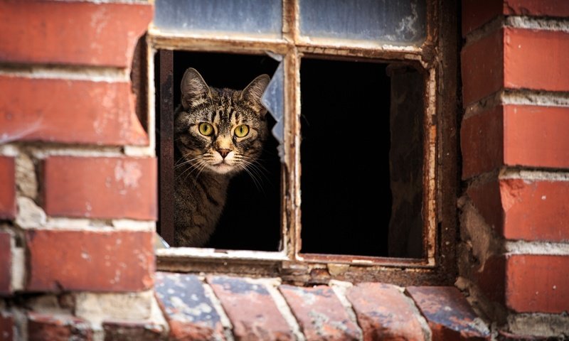 Обои кот, кошка, взгляд, дом, окно, полосатый, cat, look, house, window, striped разрешение 2048x1365 Загрузить