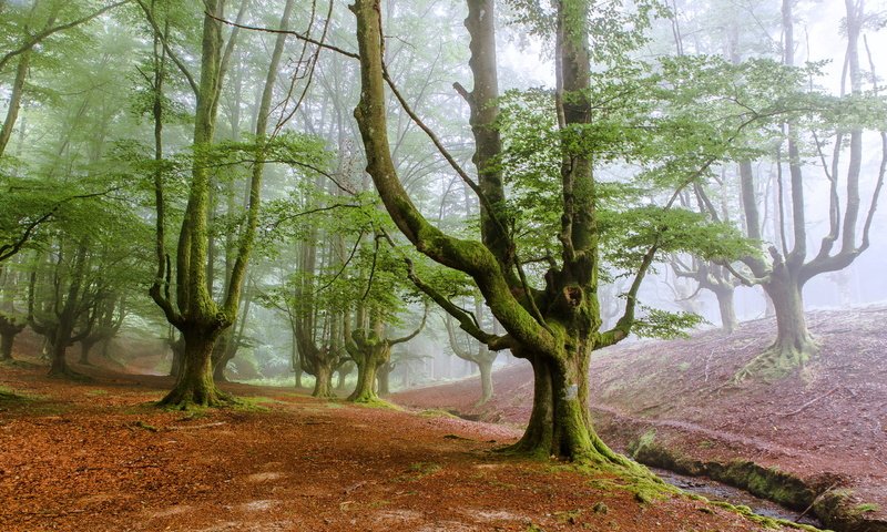 Обои деревья, лес, туман, trees, forest, fog разрешение 2560x1600 Загрузить