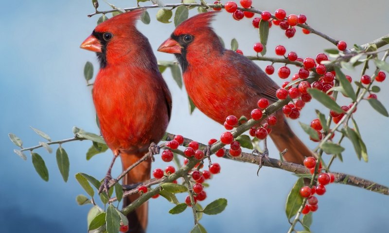 Обои ветки, птицы, парочка, ягоды, красный кардинал, кардиналы, branches, birds, a couple, berries, red cardinal, the cardinals разрешение 1920x1200 Загрузить