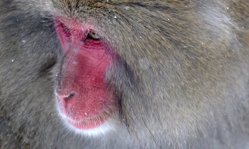 Обои обезьяна, японская макака, monkey, japanese macaque разрешение 4096x2731 Загрузить