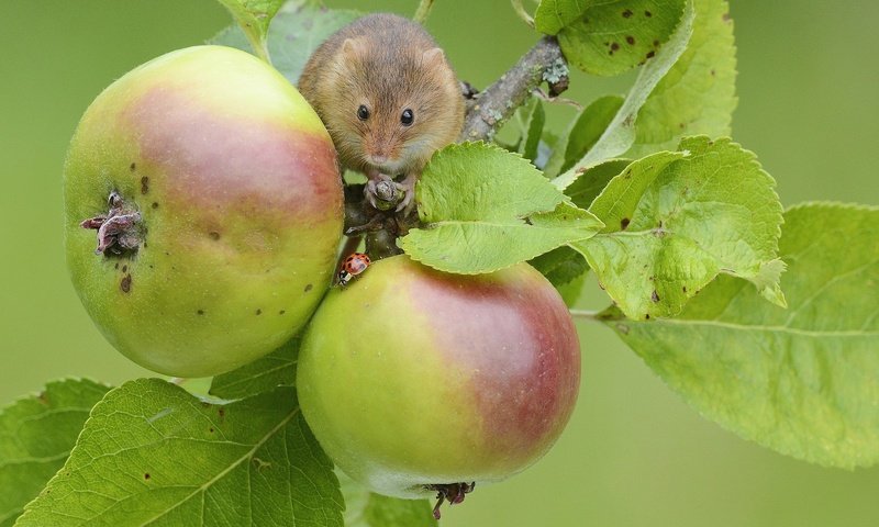 Обои яблоки, мышь, apples, mouse разрешение 1920x1200 Загрузить