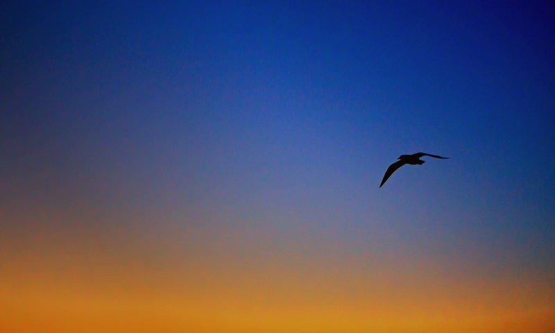 Обои небо, вечер, полет, крылья, чайка, птица, the sky, the evening, flight, wings, seagull, bird разрешение 4272x2621 Загрузить