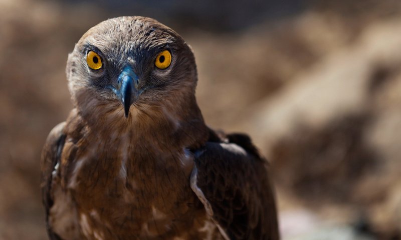 Обои взгляд, хищник, птица, клюв, ястреб, look, predator, bird, beak, hawk разрешение 2560x1444 Загрузить