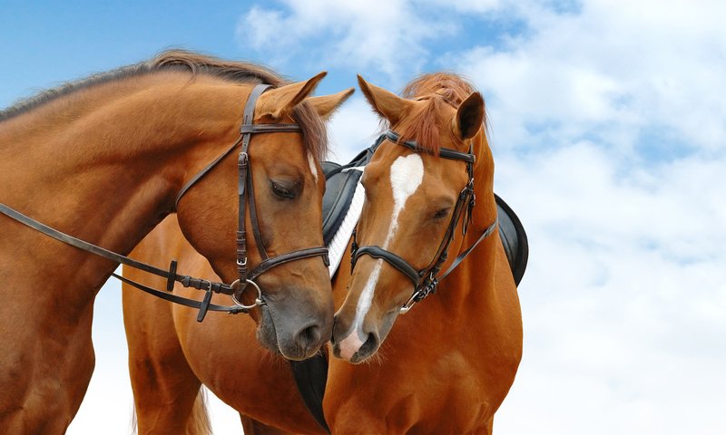 Обои небо, лошади, кони, голубая, неба, the sky, horse, horses, blue, sky разрешение 2560x1440 Загрузить