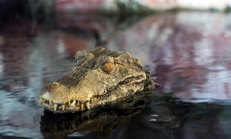 Обои глаза, вода, отражение, зубы, крокодил, пасть, пресмыкающиеся, eyes, water, reflection, teeth, crocodile, mouth, reptiles разрешение 1920x1103 Загрузить