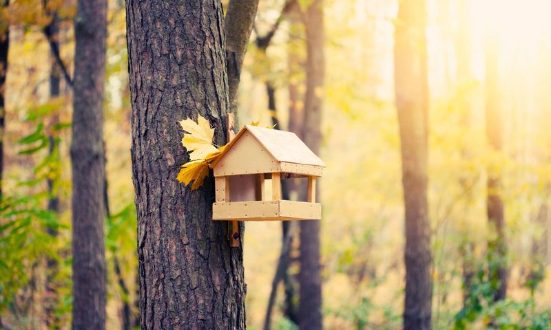 Обои лес, осень, домик для птиц, forest, autumn, house for birds разрешение 2508x1672 Загрузить