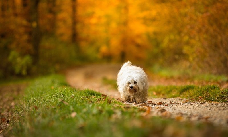 Обои взгляд, осень, собака, друг, look, autumn, dog, each разрешение 2048x1142 Загрузить