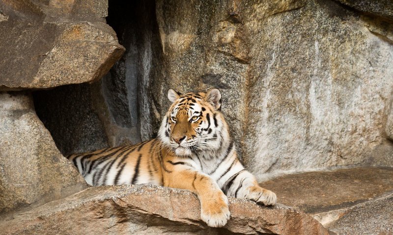 Обои тигр, камни, кошка, отдых, амурский, tiger, stones, cat, stay, amur разрешение 3550x2367 Загрузить