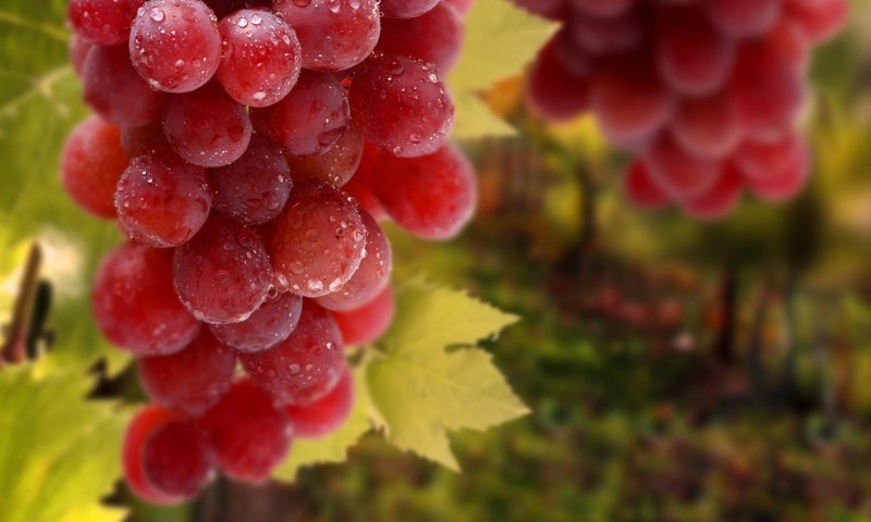 Обои листья, макро, виноград, еда, leaves, macro, grapes, food разрешение 2880x1800 Загрузить