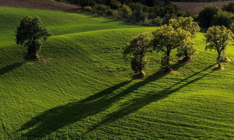 Обои деревья, поля, италия, monti sibillini national park, пьевебовильяна, национальный парк монти-сибиллини, марке, trees, field, italy, pievebovigliana, national park monti sibillini, marche разрешение 1920x1080 Загрузить