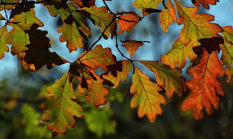 Обои природа, листья, осень, nature, leaves, autumn разрешение 2048x1365 Загрузить