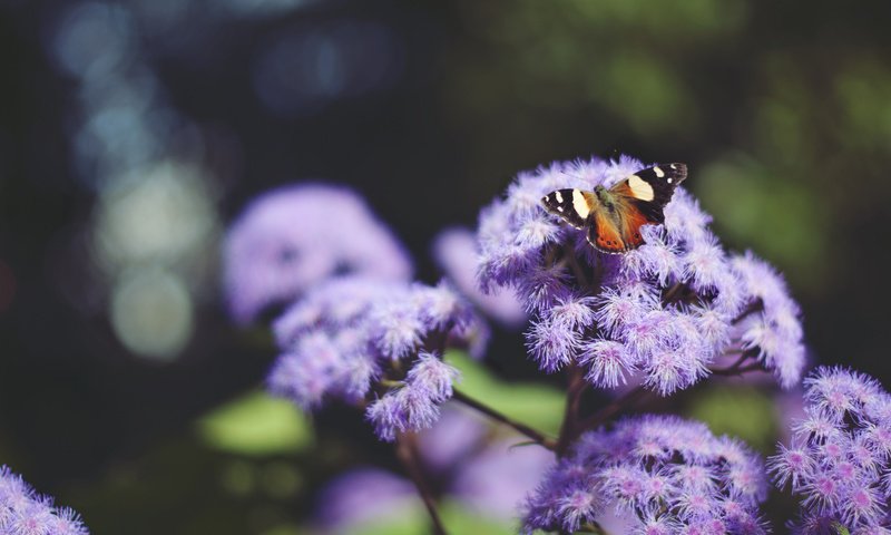 Обои насекомое, цветок, бабочка, крылья, insect, flower, butterfly, wings разрешение 2048x1360 Загрузить