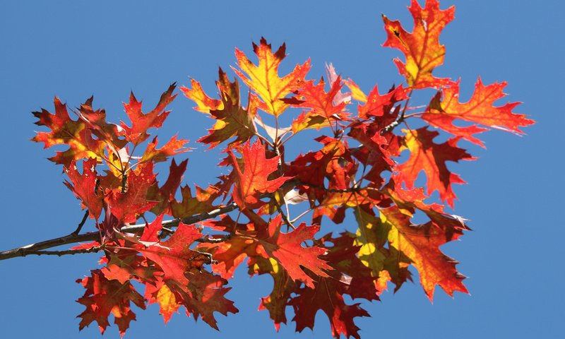 Обои небо, ветка, листья, осень, багрянец, the sky, branch, leaves, autumn, the crimson разрешение 2048x1365 Загрузить