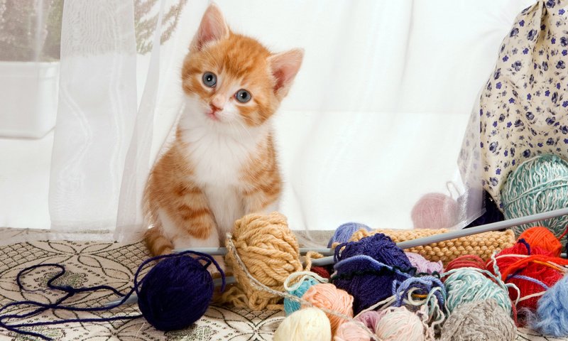 Обои кошка, котенок, рыжий котенок, пряжа, cat, kitty, ginger kitten, yarn разрешение 1920x1080 Загрузить