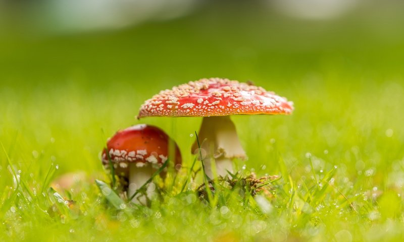 Обои природа, фон, грибы, nature, background, mushrooms разрешение 4793x2662 Загрузить