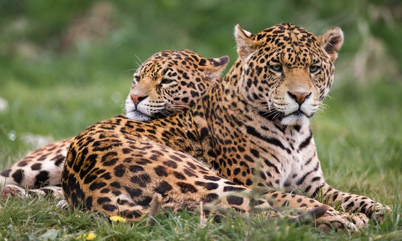 Обои хищник, животное, ягуа́р, ягуары, predator, animal, jaguar, jaguars разрешение 3000x2000 Загрузить