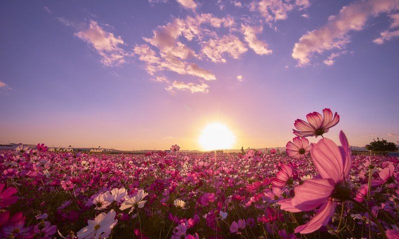 Обои небо, цветы, закат, поле, космея, слушай свое сердце, the sky, flowers, sunset, field, kosmeya разрешение 2880x1920 Загрузить