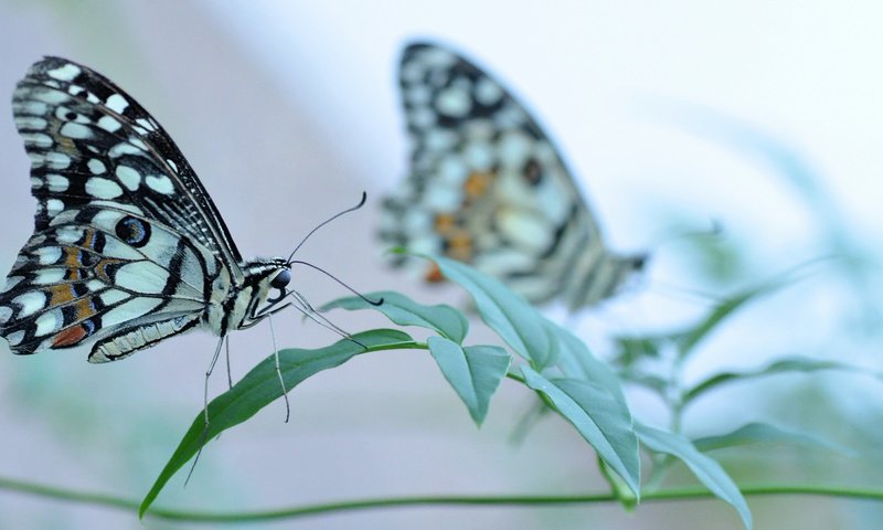 Обои трава, насекомое, бабочка, крылья, grass, insect, butterfly, wings разрешение 2048x1160 Загрузить