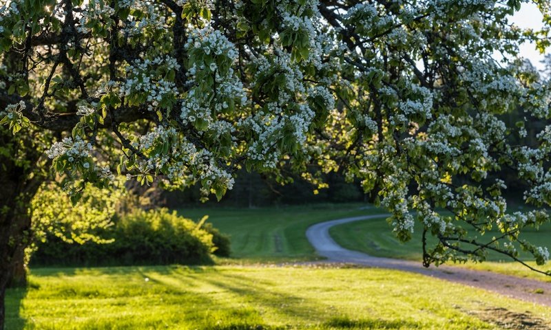 Обои дорога, дерево, цветение, весна, швеция, цветки, road, tree, flowering, spring, sweden, flowers разрешение 2880x1923 Загрузить