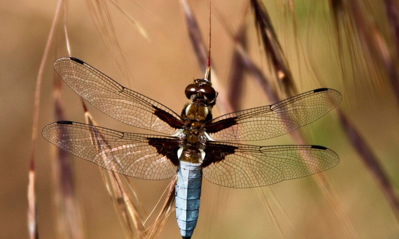 Обои глаза, трава, насекомое, крылья, стрекоза, колоски, eyes, grass, insect, wings, dragonfly, spikelets разрешение 2048x1656 Загрузить