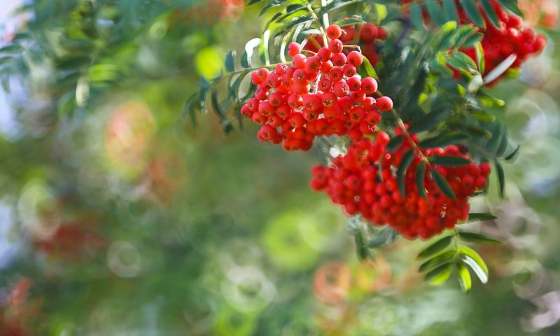 Обои ветка, ягоды, рябина, боке, гроздья рябины, branch, berries, rowan, bokeh, bunches of rowan разрешение 2048x1366 Загрузить