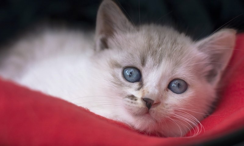 Обои мордочка, взгляд, котенок, голубые глаза, muzzle, look, kitty, blue eyes разрешение 2048x1325 Загрузить