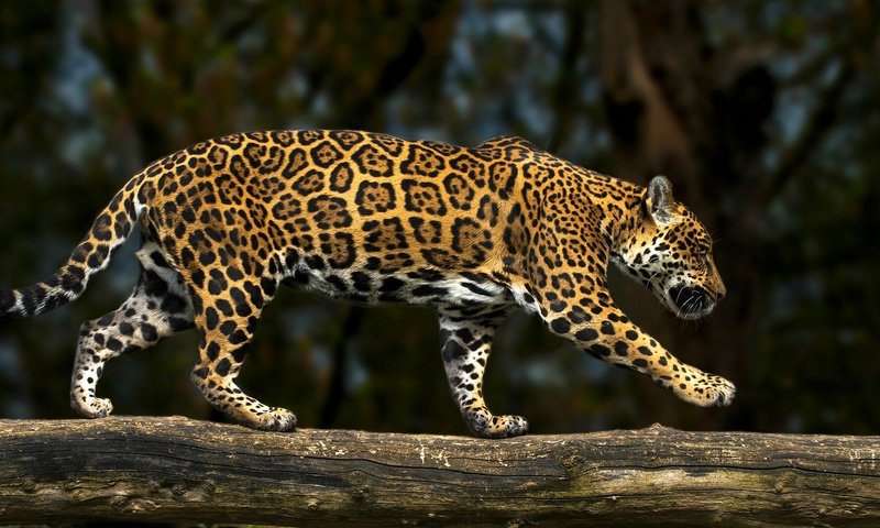 Обои хищник, ягуар, бревно, дикая кошка, predator, jaguar, log, wild cat разрешение 2081x1080 Загрузить