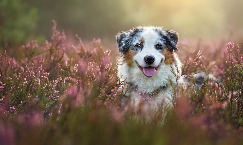 Обои морда, собака, вереск, австралийская овчарка, аусси, face, dog, heather, australian shepherd, aussie разрешение 2880x1920 Загрузить