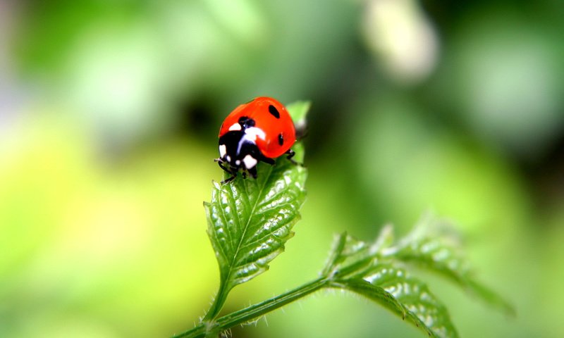 Обои жук, насекомое, лист, божья коровка, растение, beetle, insect, sheet, ladybug, plant разрешение 1920x1200 Загрузить