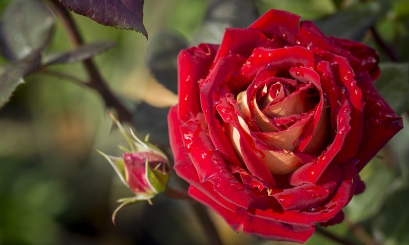 Обои макро, цветок, капли, роза, лепестки, бутон, macro, flower, drops, rose, petals, bud разрешение 2400x1418 Загрузить