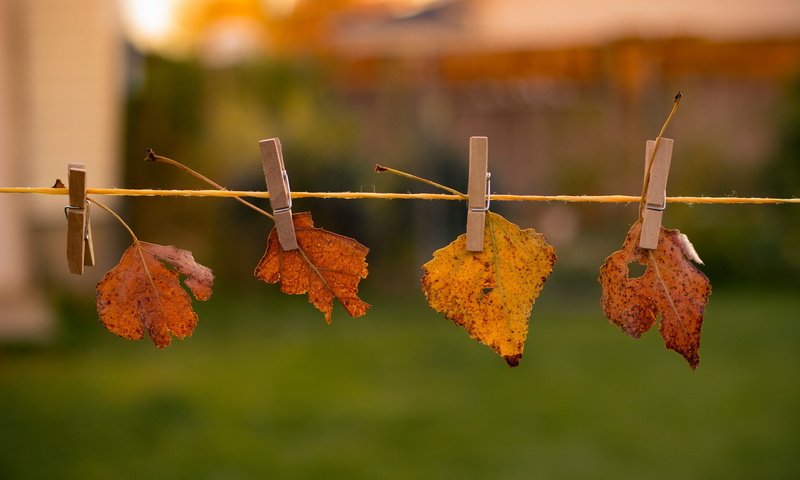 Обои природа, листья, осень, nature, leaves, autumn разрешение 2048x1365 Загрузить