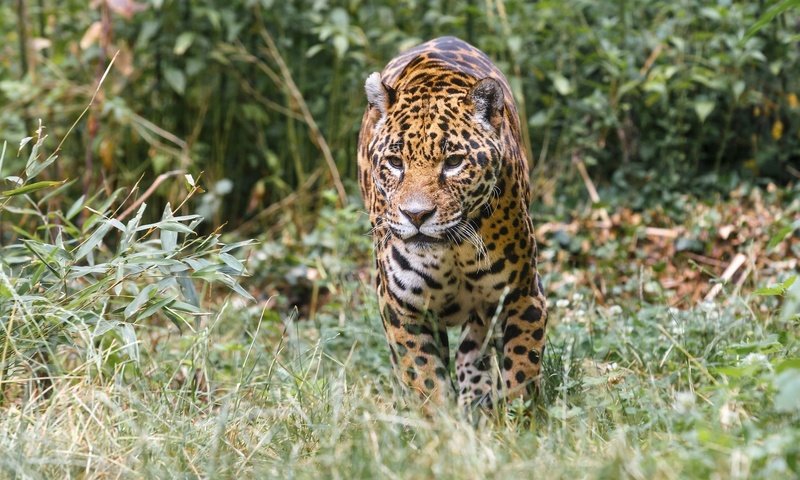 Обои хищник, ягуар, прогулка, зоопарк, дикая кошка, заросли, predator, jaguar, walk, zoo, wild cat, thickets разрешение 2048x1366 Загрузить