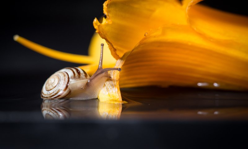 Обои макро, цветок, улитка, macro, flower, snail разрешение 2736x1826 Загрузить