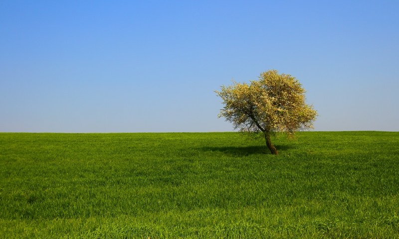 Обои трава, дерево, пейзаж, поле, grass, tree, landscape, field разрешение 2650x1506 Загрузить