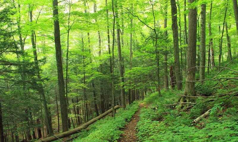 Обои деревья, природа, лес, тропинка, trees, nature, forest, path разрешение 2880x1920 Загрузить