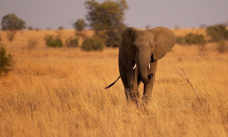 Обои слон, уши, саванна, хобот, сухая трава, elephant, ears, savannah, trunk, dry grass разрешение 2048x1280 Загрузить
