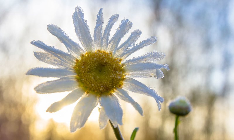 Обои макро, цветок, ромашка, macro, flower, daisy разрешение 1920x1280 Загрузить