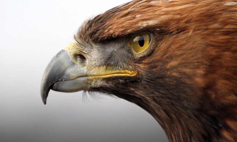 Обои хищник, птица, клюв, голова, золотой орел, predator, bird, beak, head, golden eagle разрешение 2560x1600 Загрузить