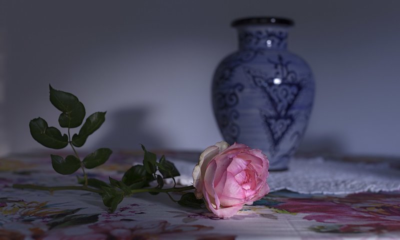 Обои фон, цветок, роза, background, flower, rose разрешение 5616x3744 Загрузить