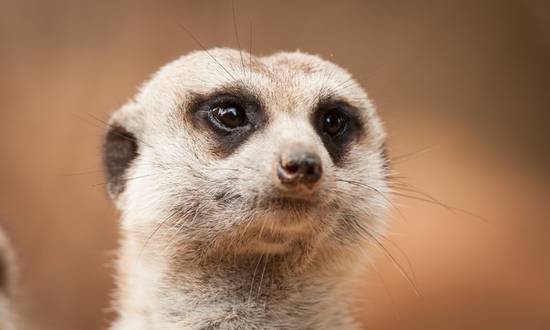 Обои морда, взгляд, сурикат, face, look, meerkat разрешение 3888x2592 Загрузить