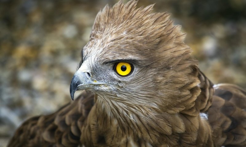 Обои орел, птица, клюв, перья, беркут, перышки, желтые глаза, yellow eye, птаха, eagle, bird, beak, feathers, yellow eyes разрешение 2504x1708 Загрузить